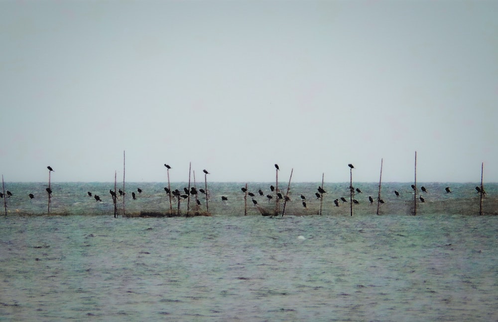 a flock of birds sitting on top of poles in the water