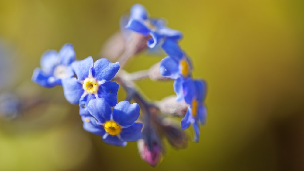 a close up of a small blue flower