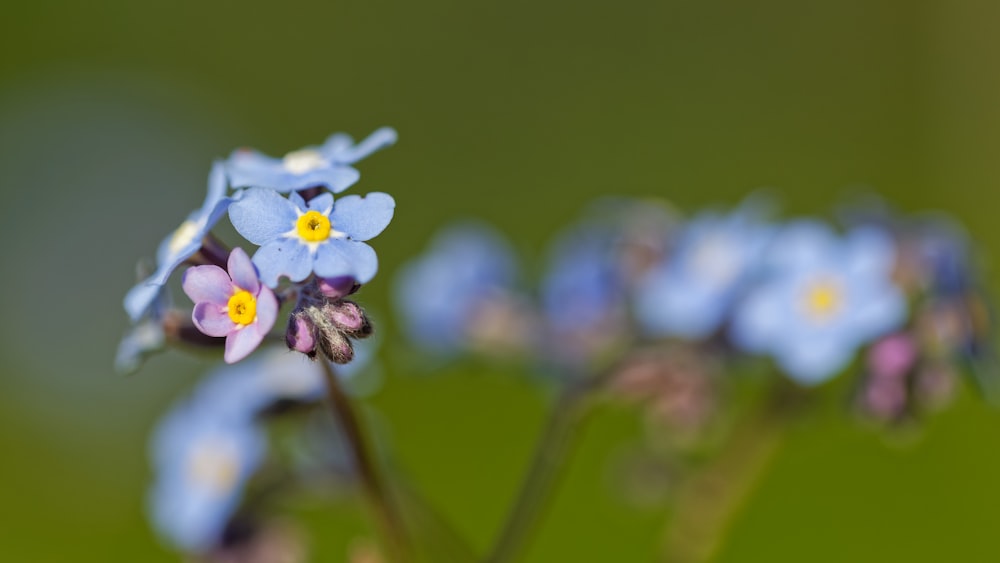 a group of small blue flowers with yellow centers