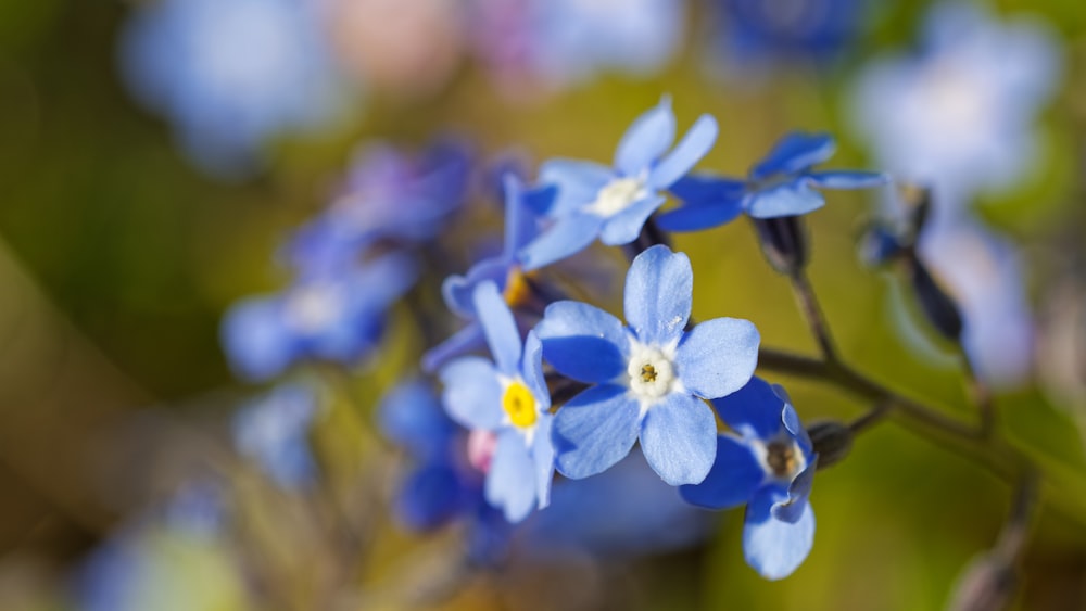 a close up of a blue flower with blurry background