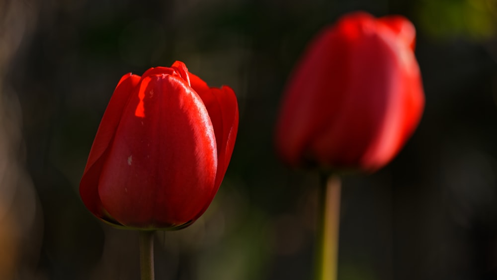 a close up of two red tulips with a blurry background