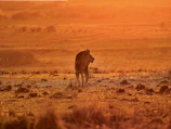 A majestic lion basking in the golden glow of sunrise on the Serengeti plains.