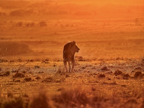 A rugged man standing on a Kenyan savannah at sunset, looking confidently into the distance.