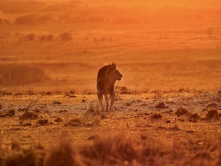 A radiant golden lion basking in the warm glow of a sunrise.