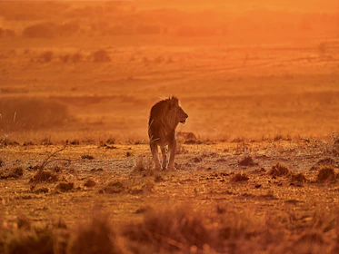 A lion roaring in the golden savannah at dusk, with acacia trees silhouetted in the background.