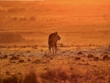 A majestic lion standing proudly in a sunlit savannah.