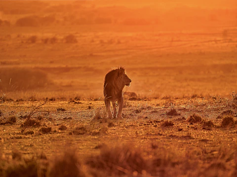 A majestic lion roaming the savannah at golden hour in Kenya