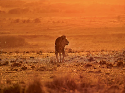 A majestic lion resting on the golden savannah under a vast Tanzanian sky at sunset.