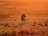 A solo traveler photographing a lion at sunrise in Ngorongoro.
