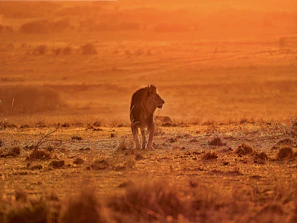 A majestic lion basking in the golden glow of sunrise on the Serengeti plains.