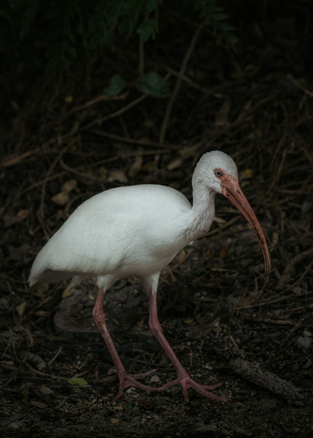 un uccello bianco con un lungo becco in piedi sul terreno
