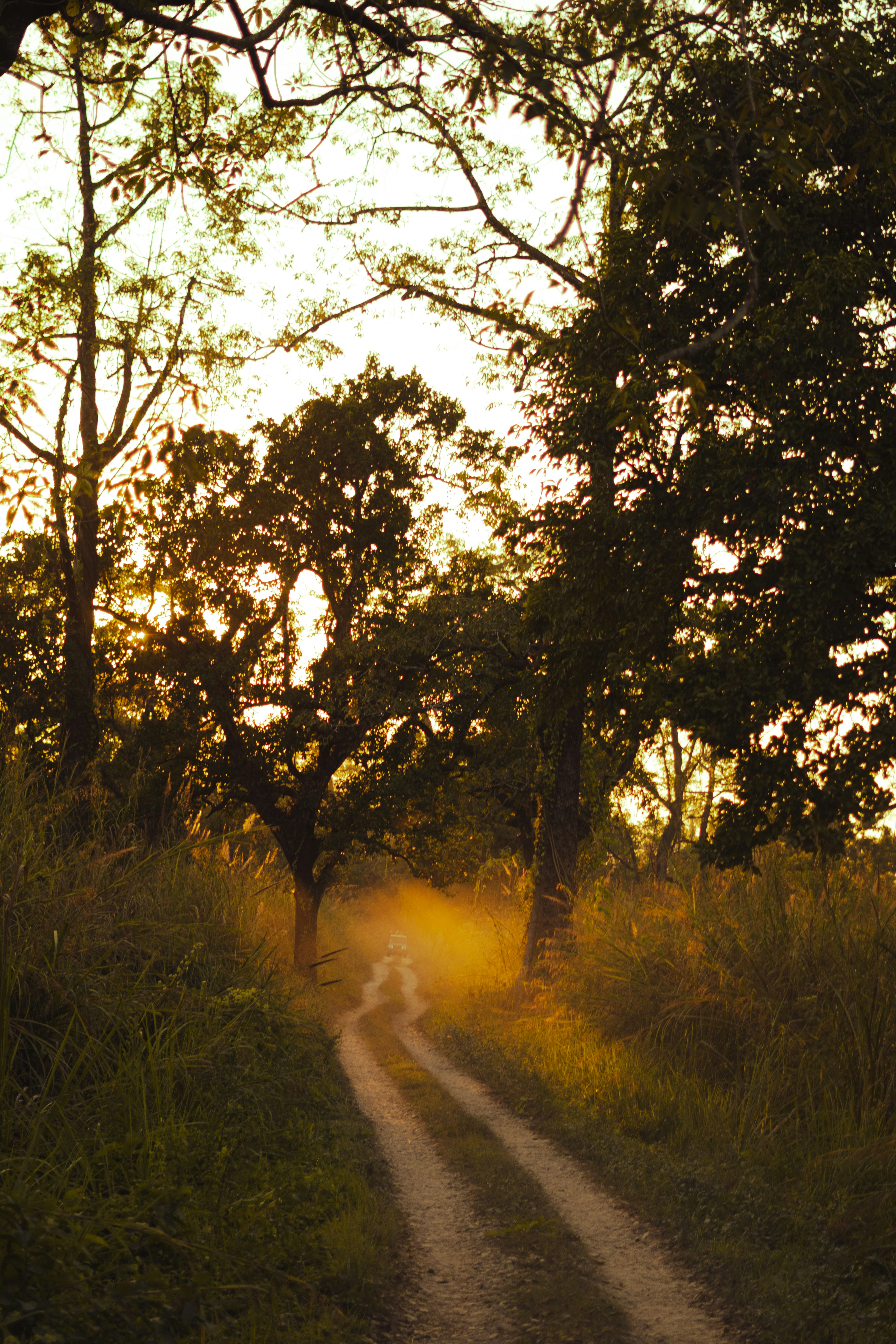 a dirt road surrounded by tall grass and trees