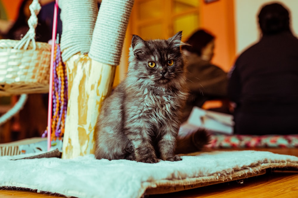 a cat sitting on a blanket on a table