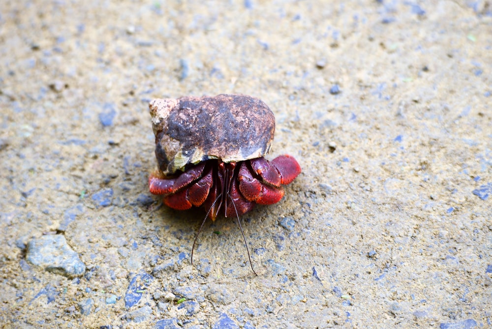 a small crab is sitting on the ground