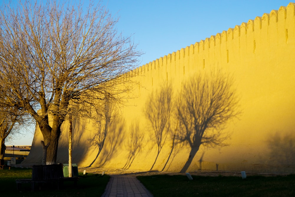 a tree casts a shadow on a yellow wall