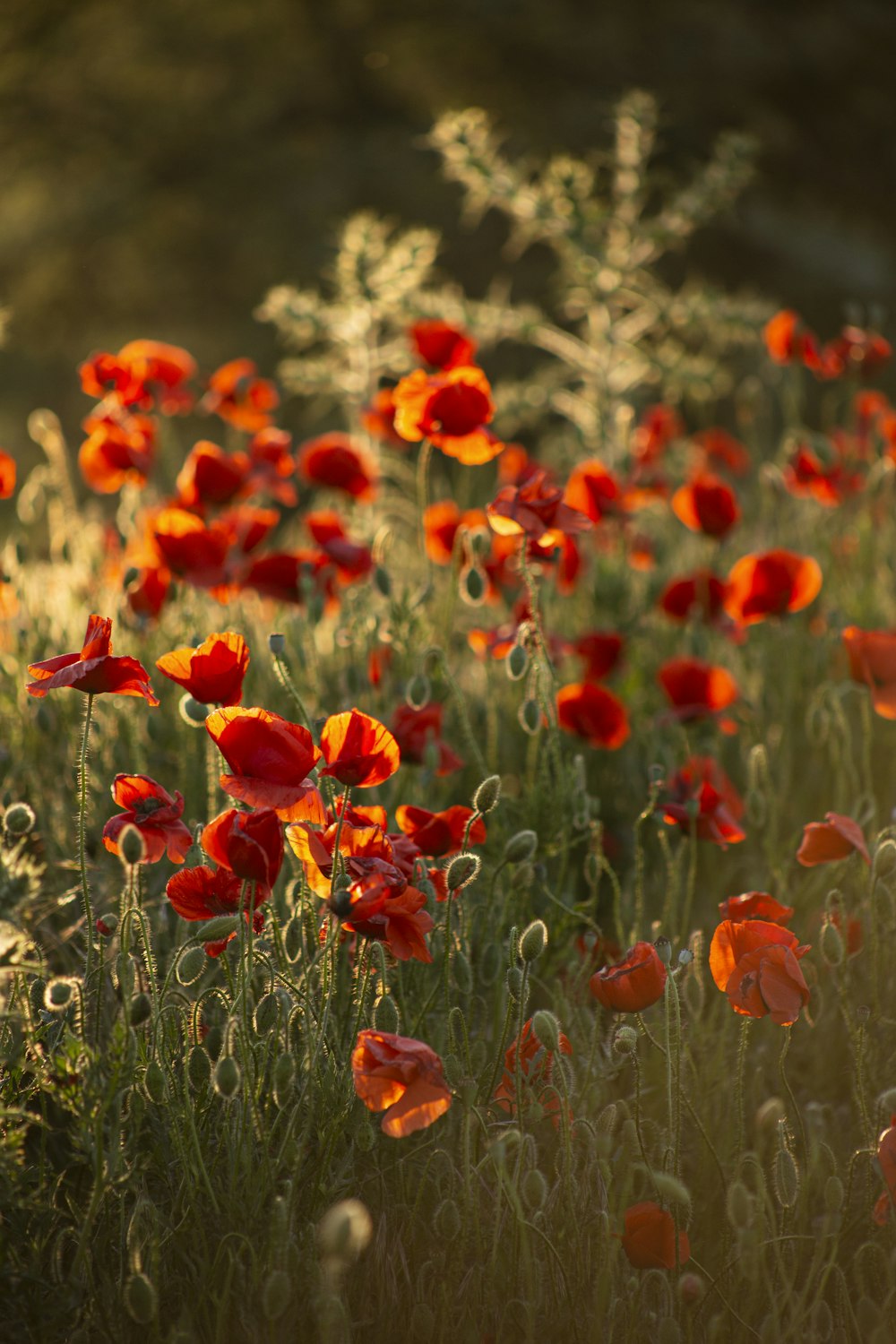 a field full of red and yellow flowers