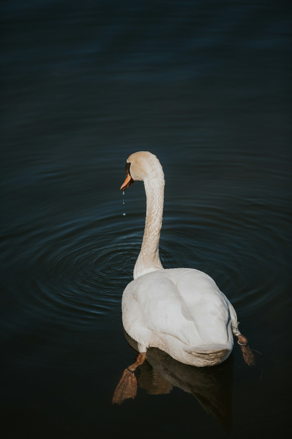 a white swan floating on top of a body of water