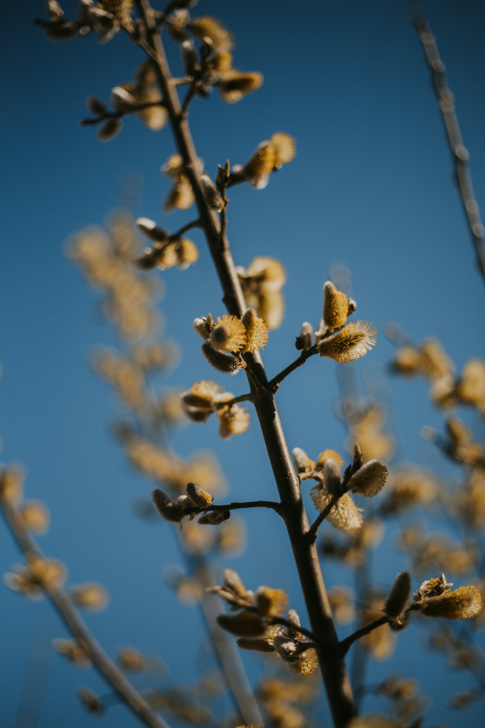 a close up of a plant with yellow flowers