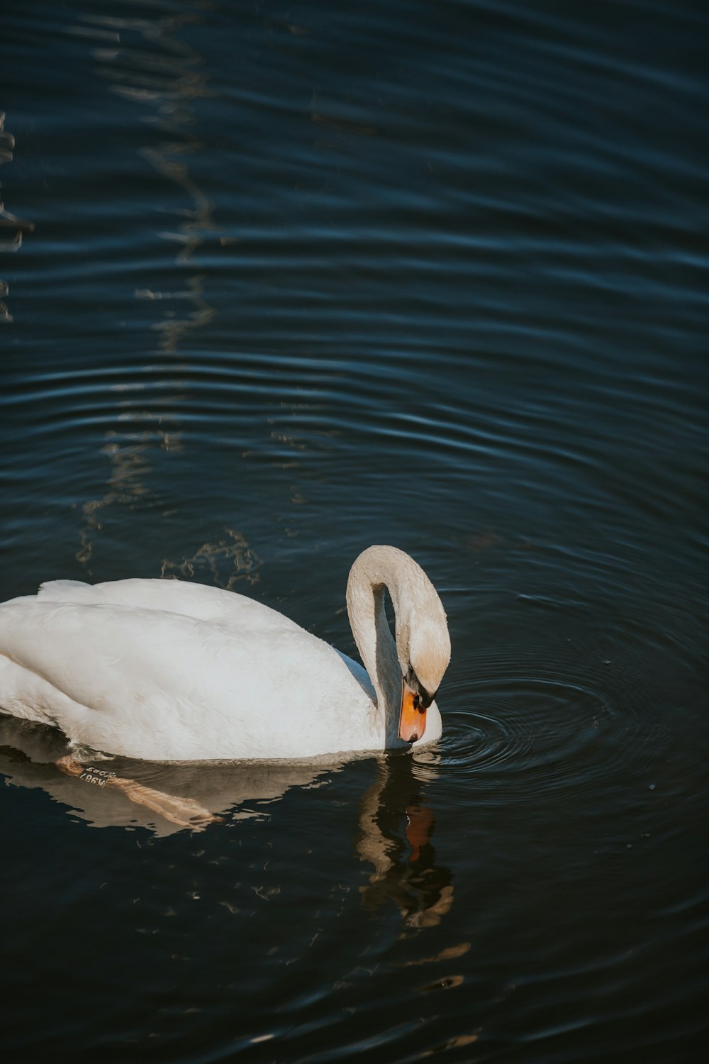 a white swan is swimming in the water