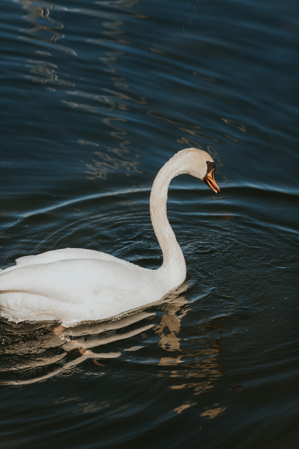 a white swan swimming on top of a body of water