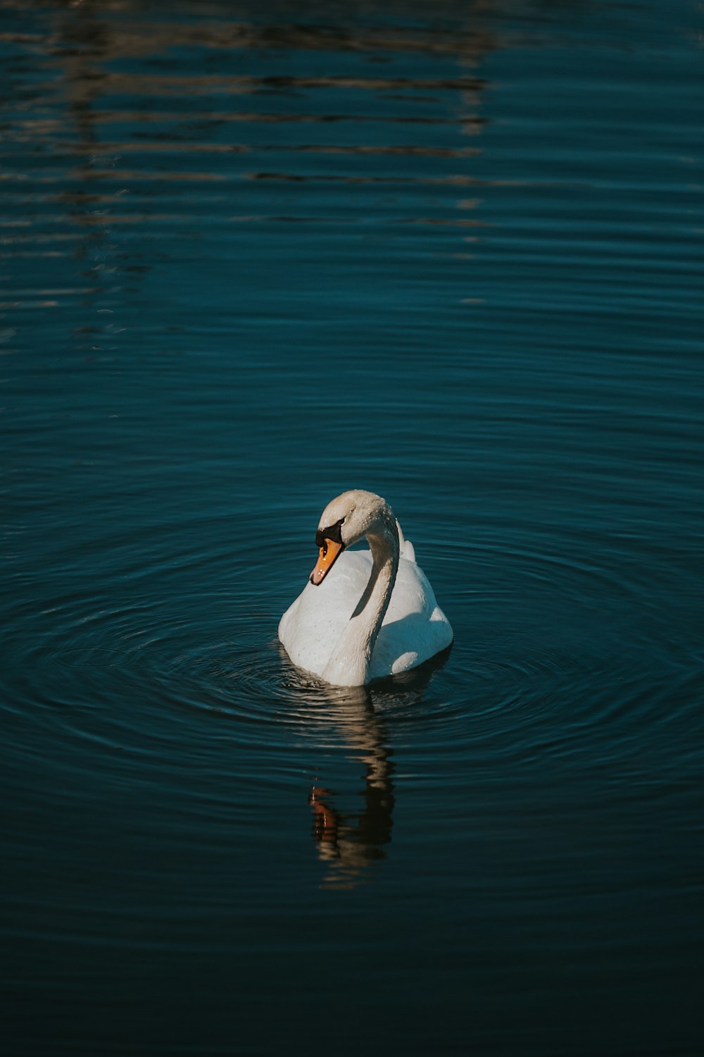 a white swan is swimming in the water