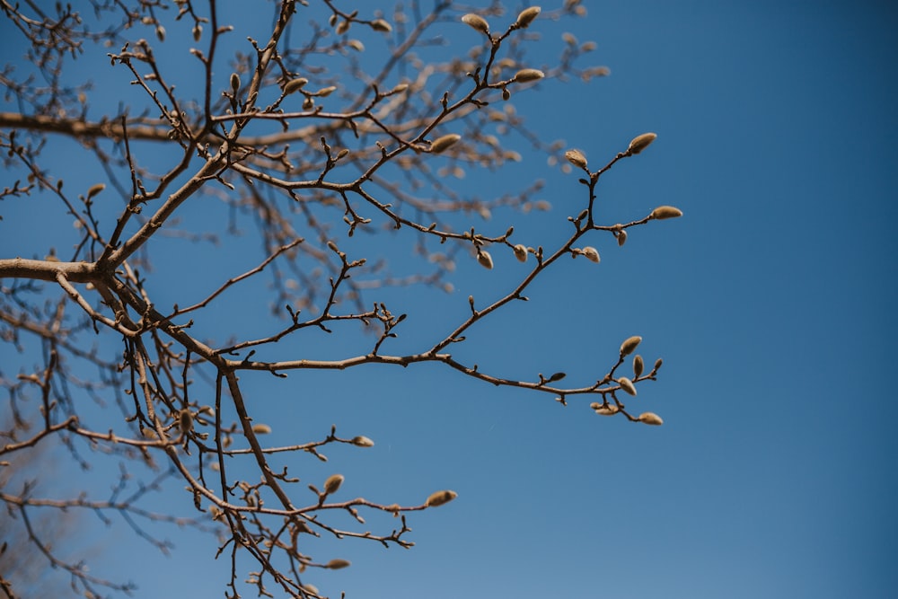 the branches of a tree against a blue sky