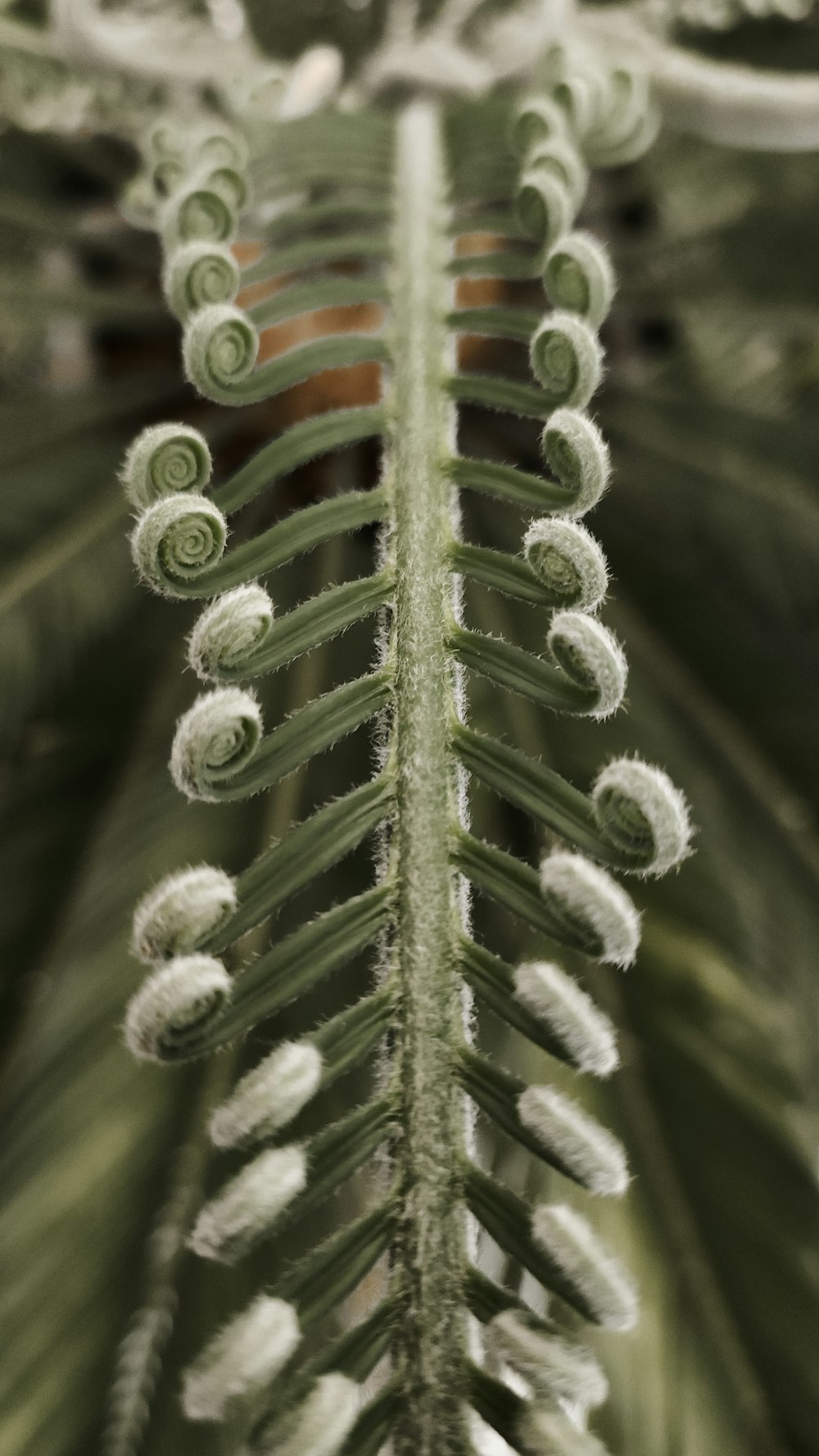 a close up of a plant with very long leaves