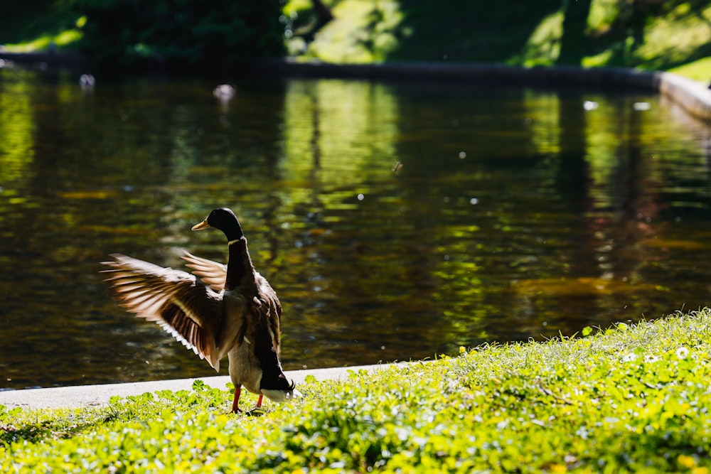 a duck flapping its wings in front of a pond