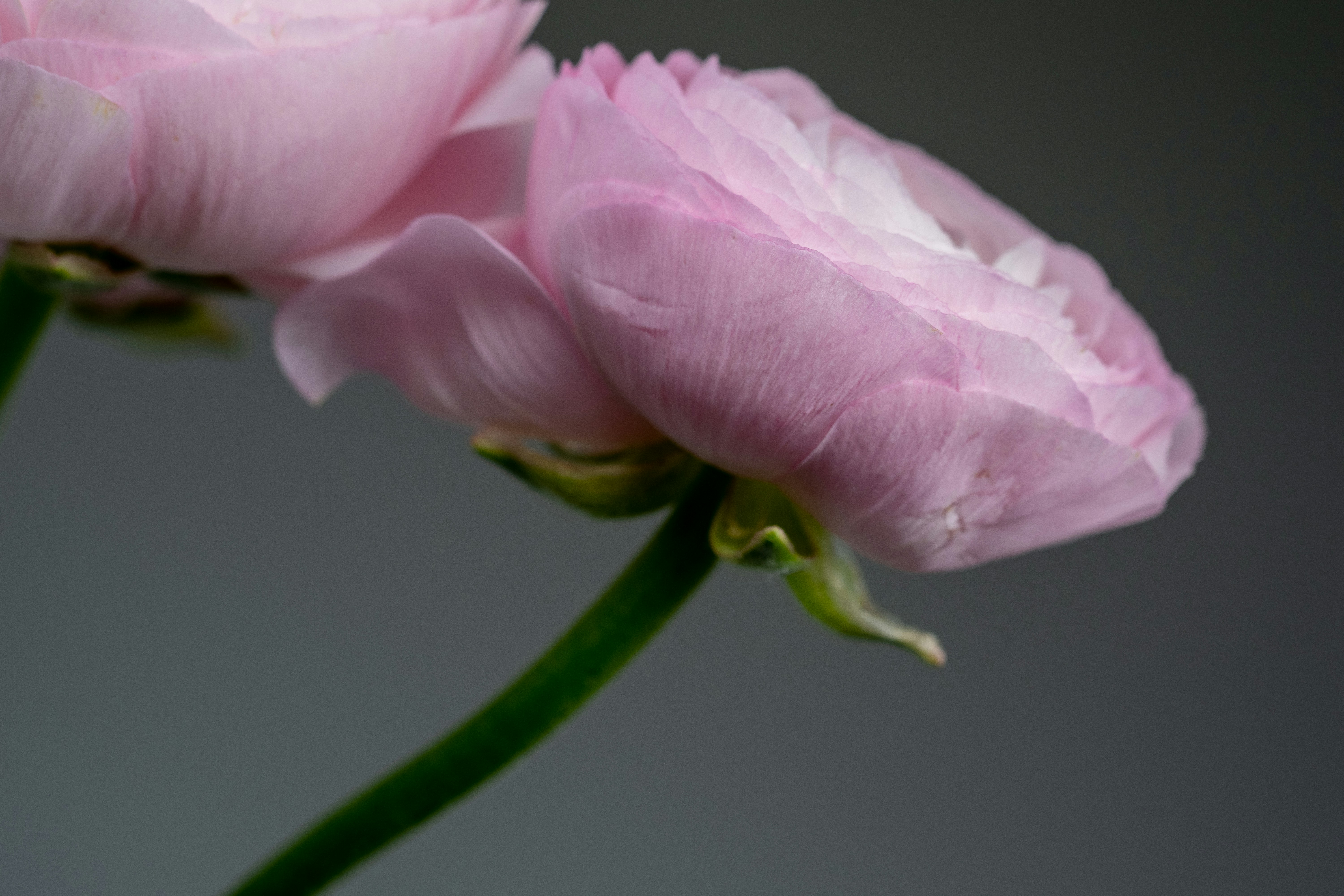 a couple of pink flowers sitting on top of a green stem