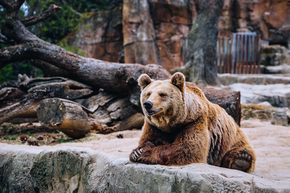 a large brown bear sitting on top of a rock