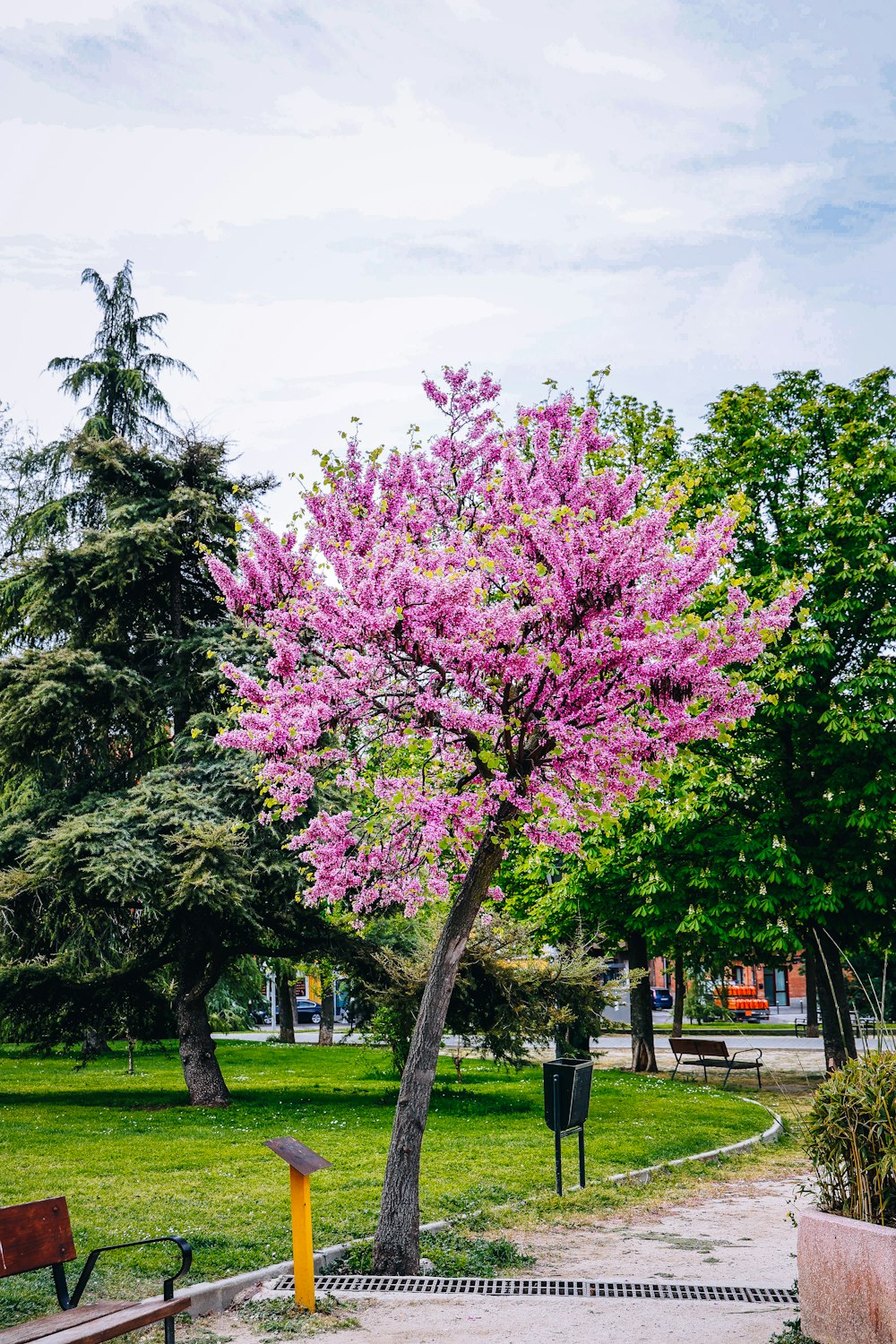 a tree with purple flowers in a park