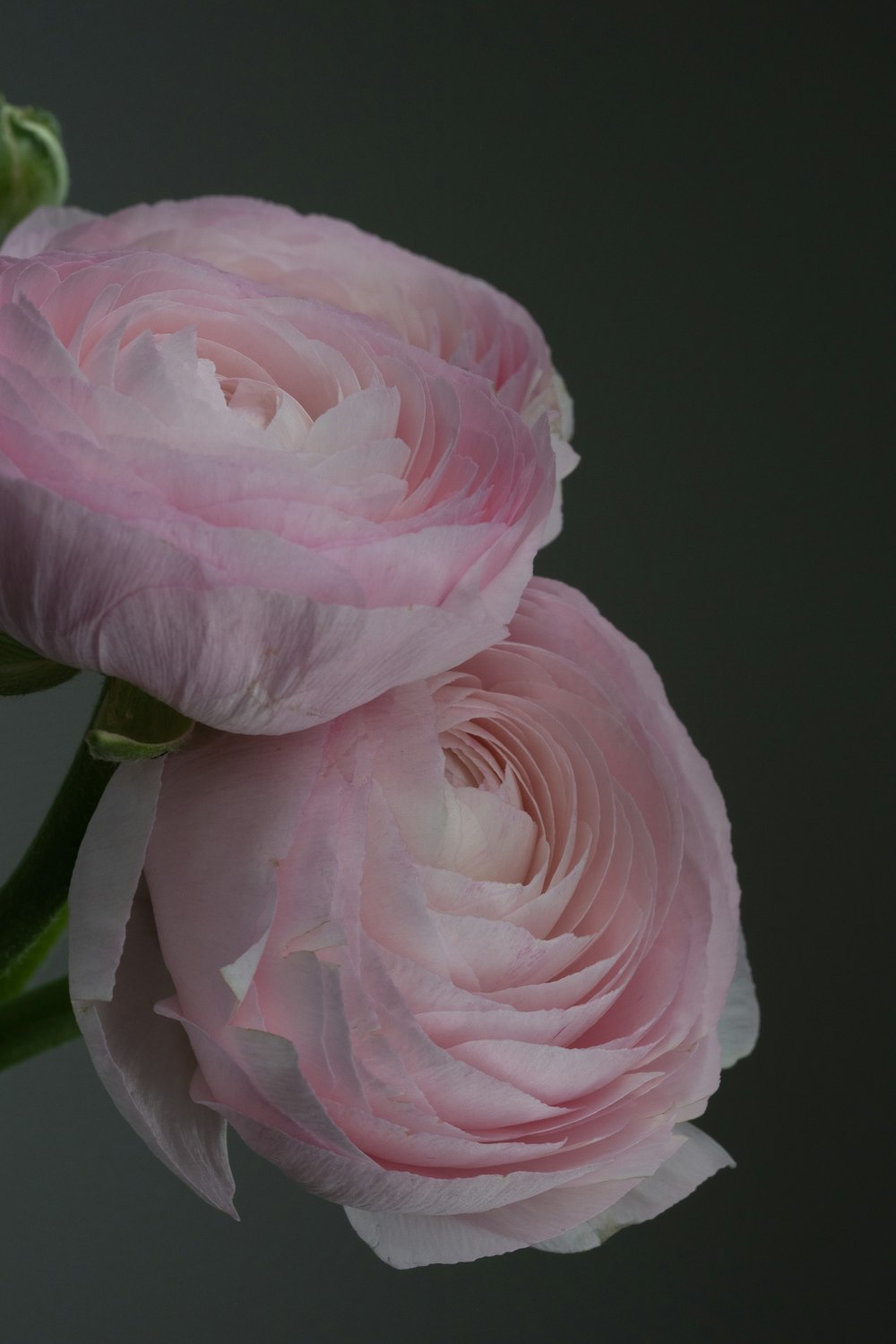 a couple of pink flowers sitting on top of a table