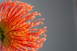 a close up of an orange flower on a gray background