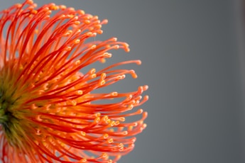 a close up of an orange flower on a gray background