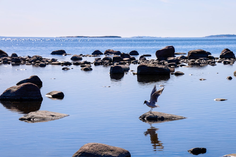 a bird flying over a body of water surrounded by rocks