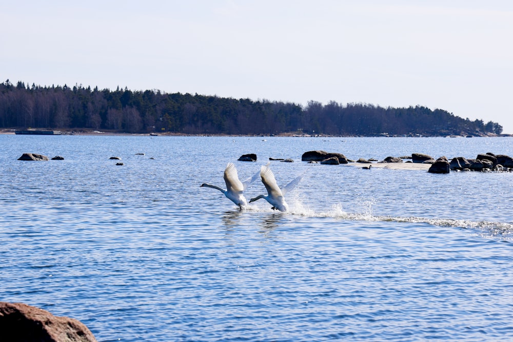 a couple of birds flying over a body of water