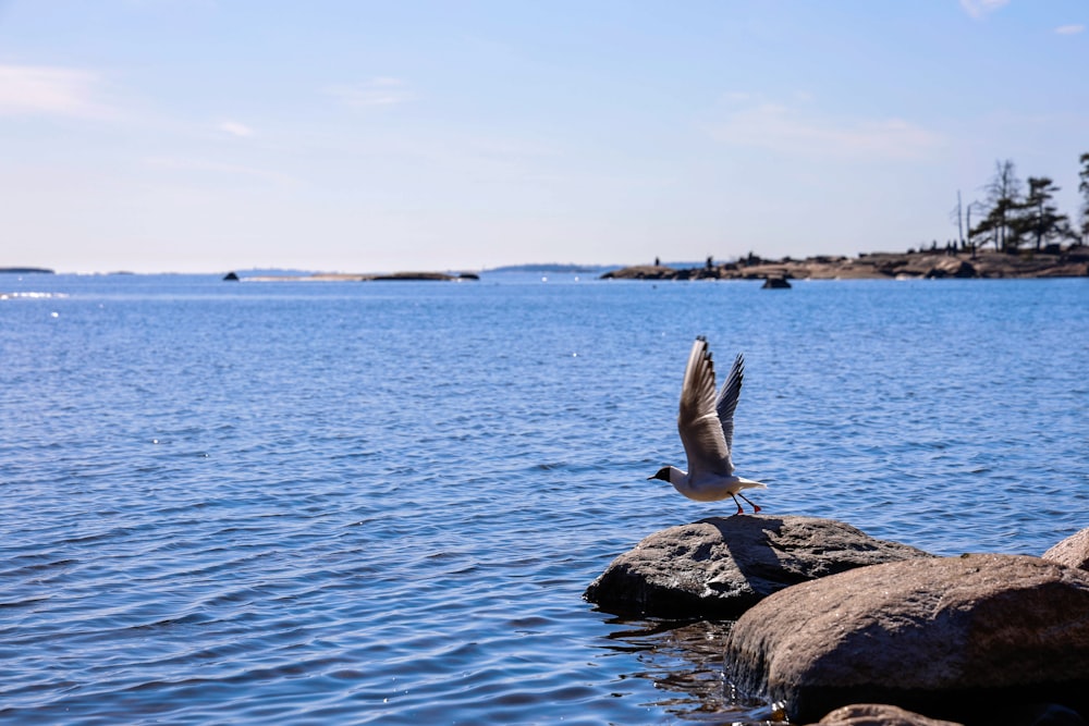 a bird flying over a body of water