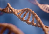 A close-up view of a DNA double helix structure, showing the intricate winding pattern of the strands. The background is blurred, emphasizing the DNA strands which have a textured, organic appearance.