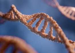 A close-up view of a DNA double helix structure, showing the intricate winding pattern of the strands. The background is blurred, emphasizing the DNA strands which have a textured, organic appearance.