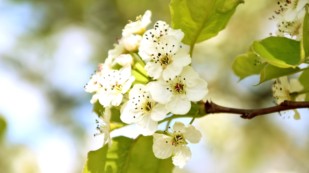 a branch with white flowers and green leaves