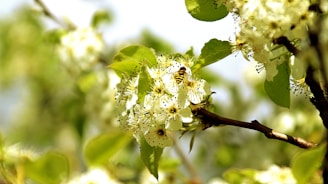 A close-up of a bee resting on a golden flower, symbolizing resilience and unity.