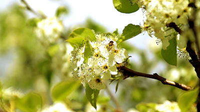 Close-up of a vibrant bee resting on a bright yellow blossom in the meadow.