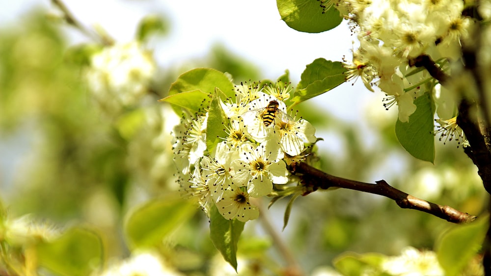 a close up of a tree with white flowers