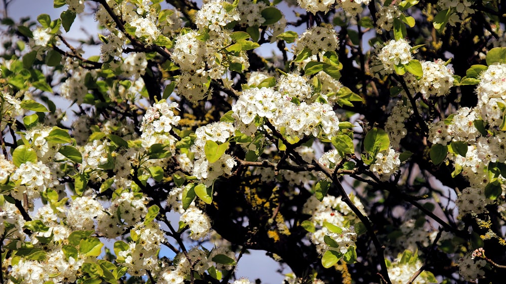 a tree filled with lots of white flowers