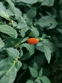 A vibrant red chili pepper is growing prominently among lush green leaves. The leaves appear healthy and are densely packed, with some showing slight coloration variations.