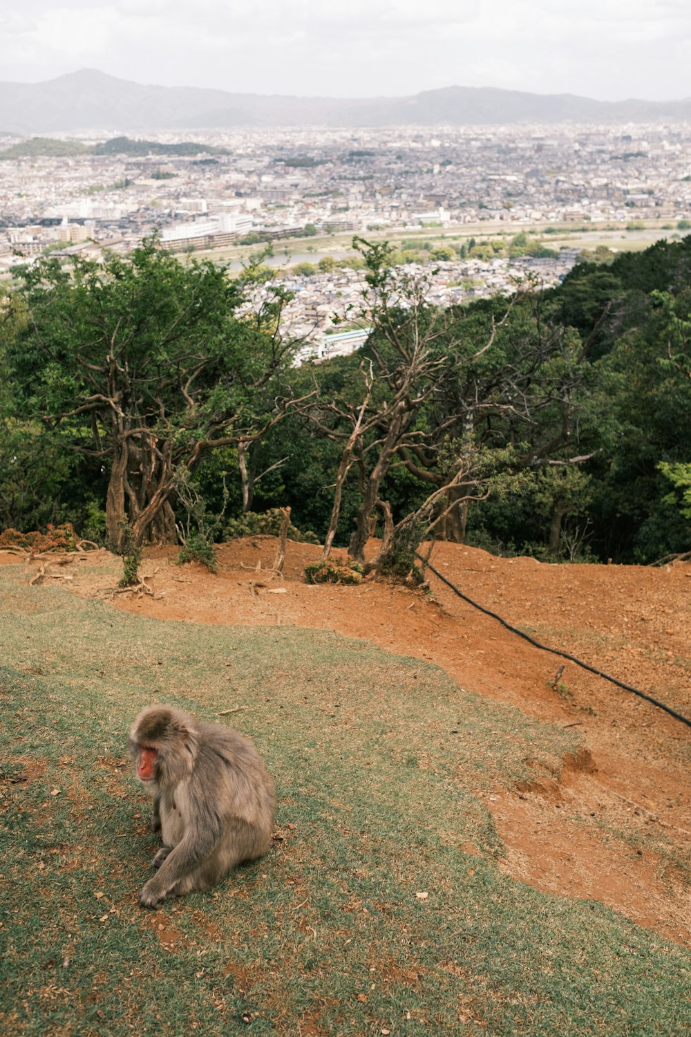 um macaco sentado no topo de uma encosta verde exuberante