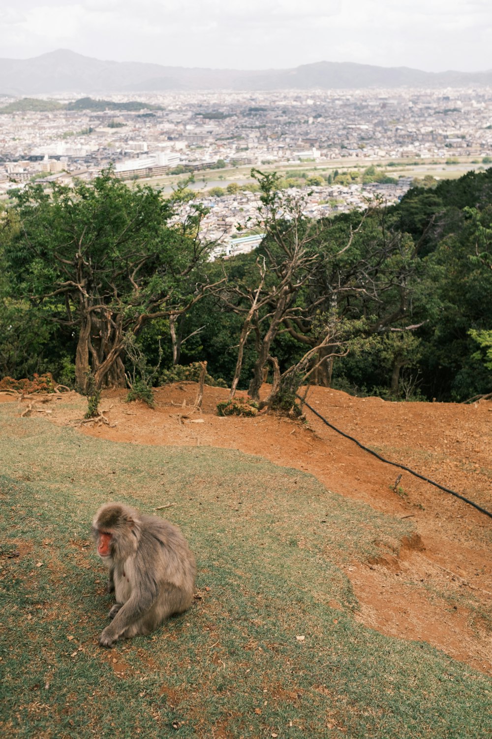 a monkey sitting on top of a lush green hillside