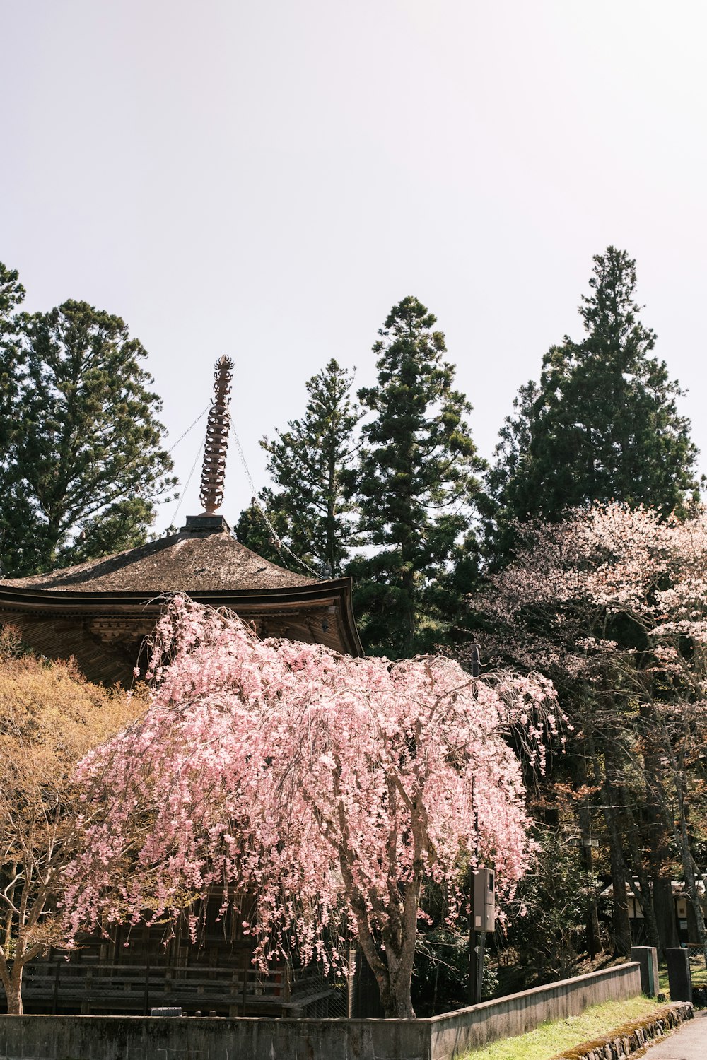 a tree with pink flowers in front of a building