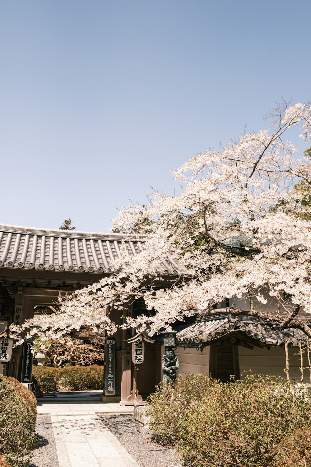 a tree with white flowers in front of a building