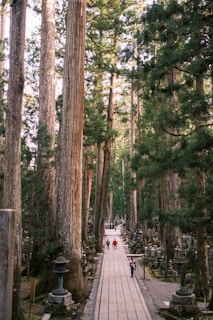 A peaceful forest path lined with ancient cedar trees and dappled sunlight leading to the onsen